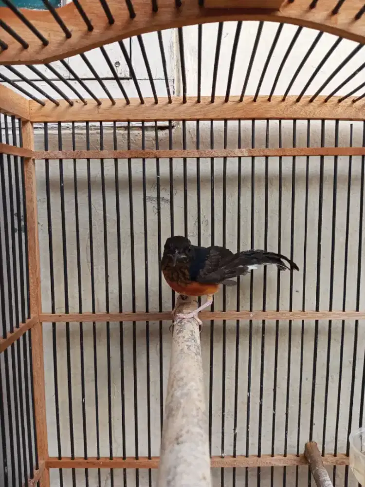 Burung batu Medan (Bahorok)