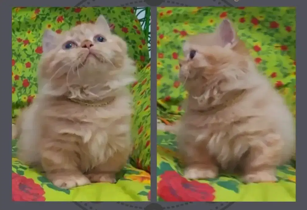 Edisi Valentine Take All Munchkin British Blue dan Red Female Line Ped