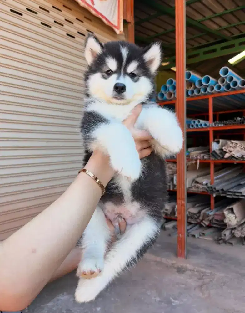 ANJING SIBERIAN HUSKY GANTENG