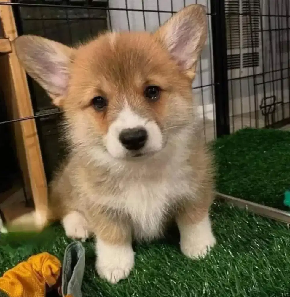 ANJING CORGI PINTAR DAN LUCU