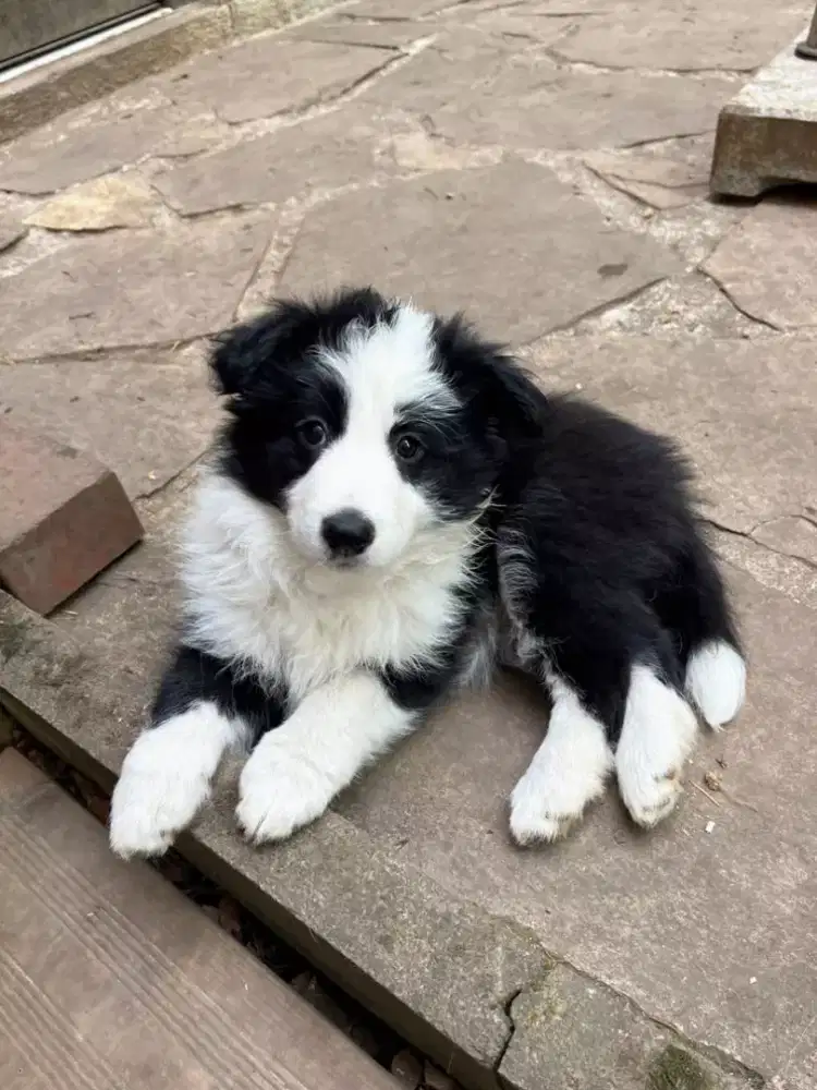 ANJING BORDER COLLIE CERDAS