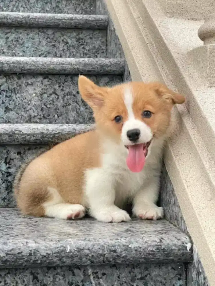 ANJING CORGY WARNA SABLE