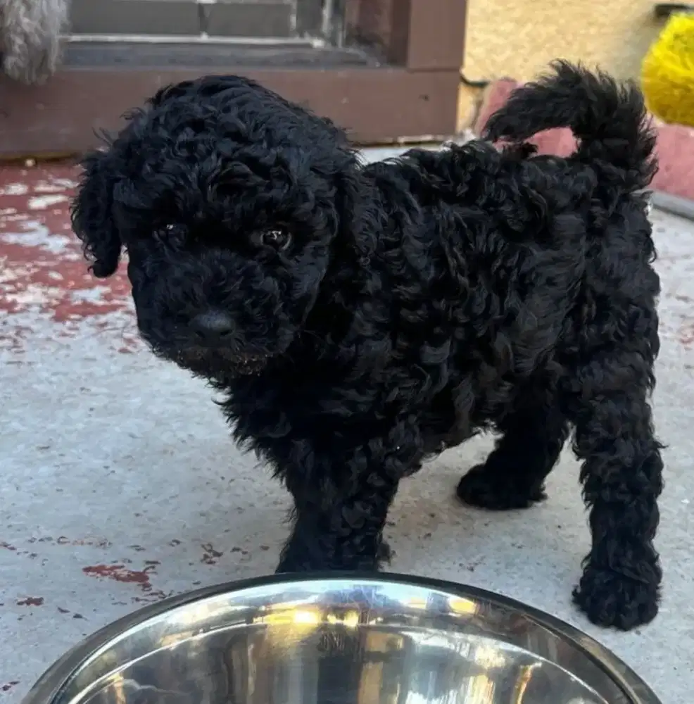 ANJING BLACK POODLE IMUT DAN LUCU