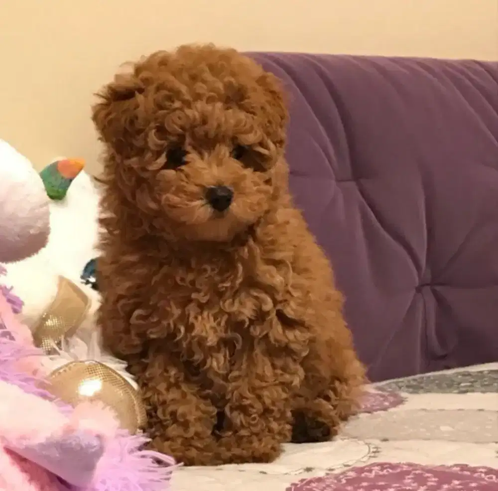 ANJING RED POODLE IMUT DAN LUCU