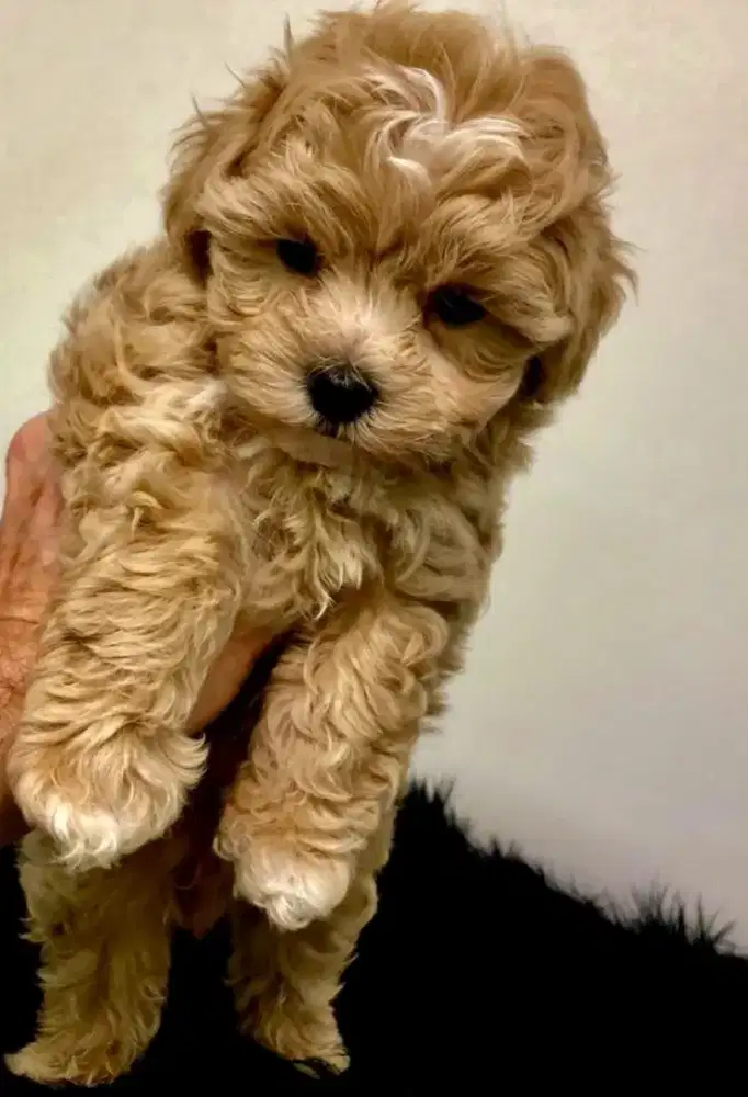 ANJING MALTIPOO IMUT DAN LUCU