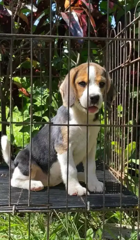 ANJING BEAGLE LINCAH
