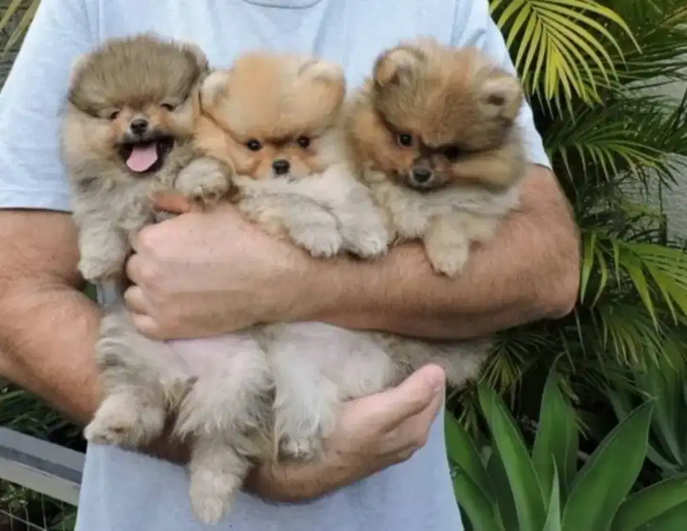 ANJING MINI POM IMUT DAN LUCU