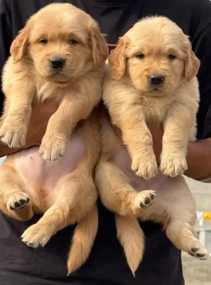 ANJING GOLDEN RETRIEVER FRIENDLY DAN LUCU