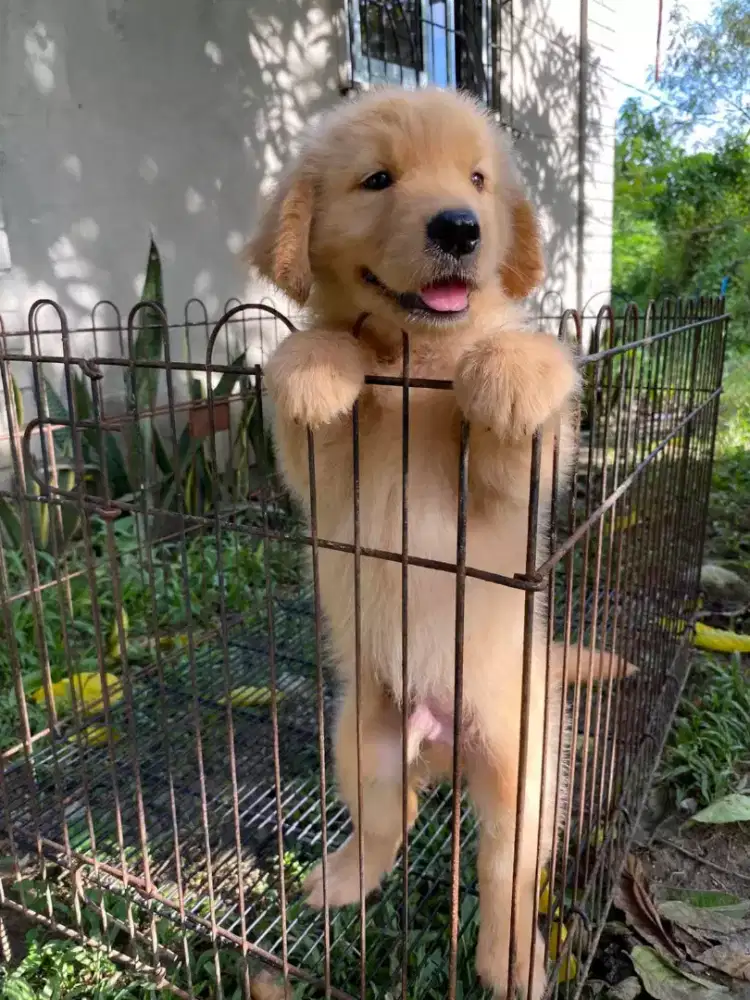 ANJING GOLDEN RETRIEVER FRIENDLY