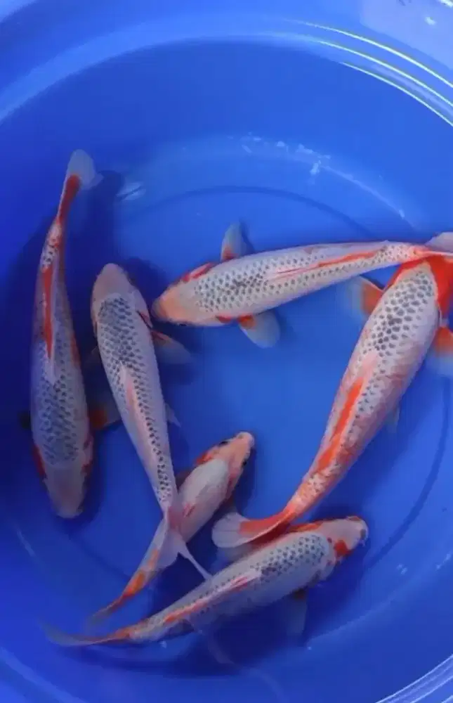 Ikan koi blitar ashagi