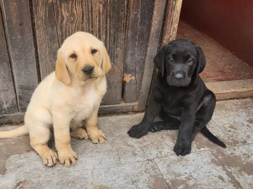 ANJING LABRADOR BERSAHABAT