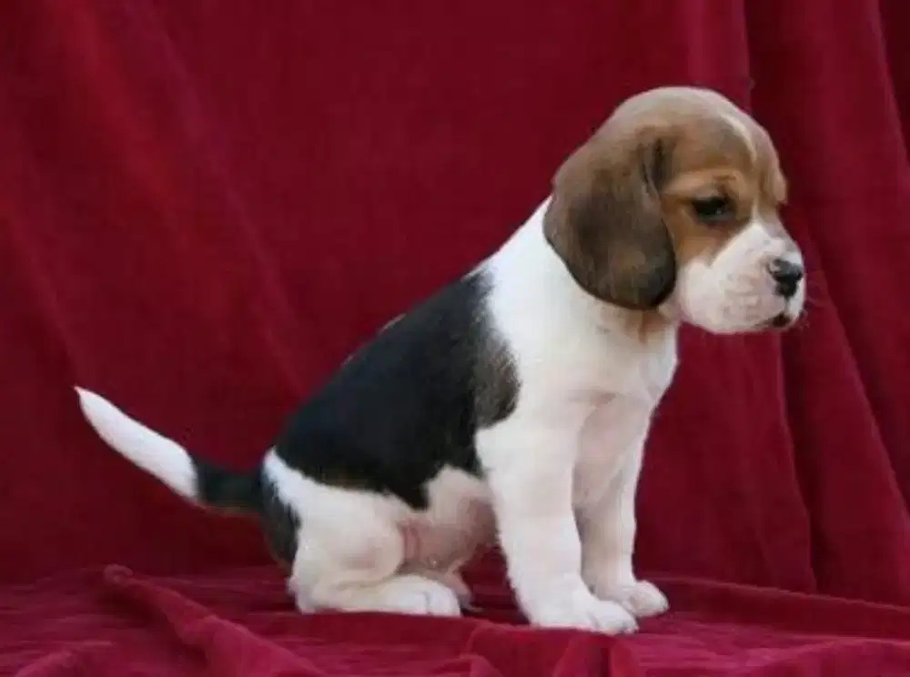 ANJING BEAGLE GEMUK DAN LUCU