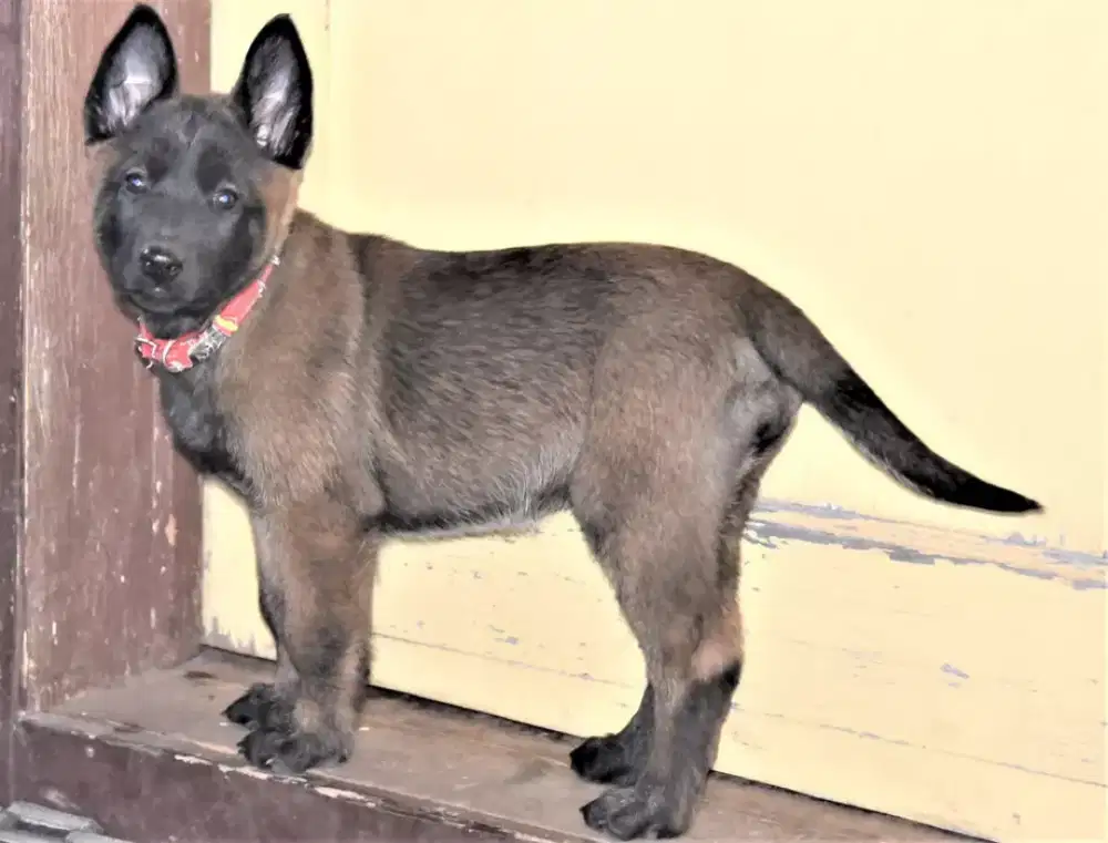 ANJING BELGIAN MALINOIS LOYAL