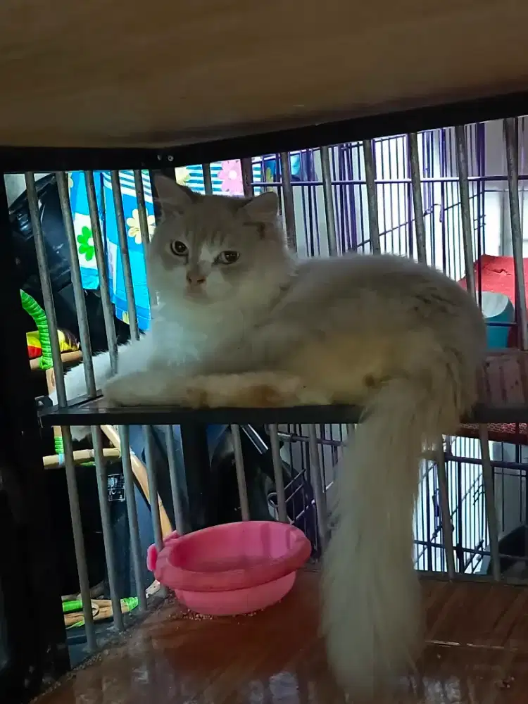 Kucing ragdoll X himalaya