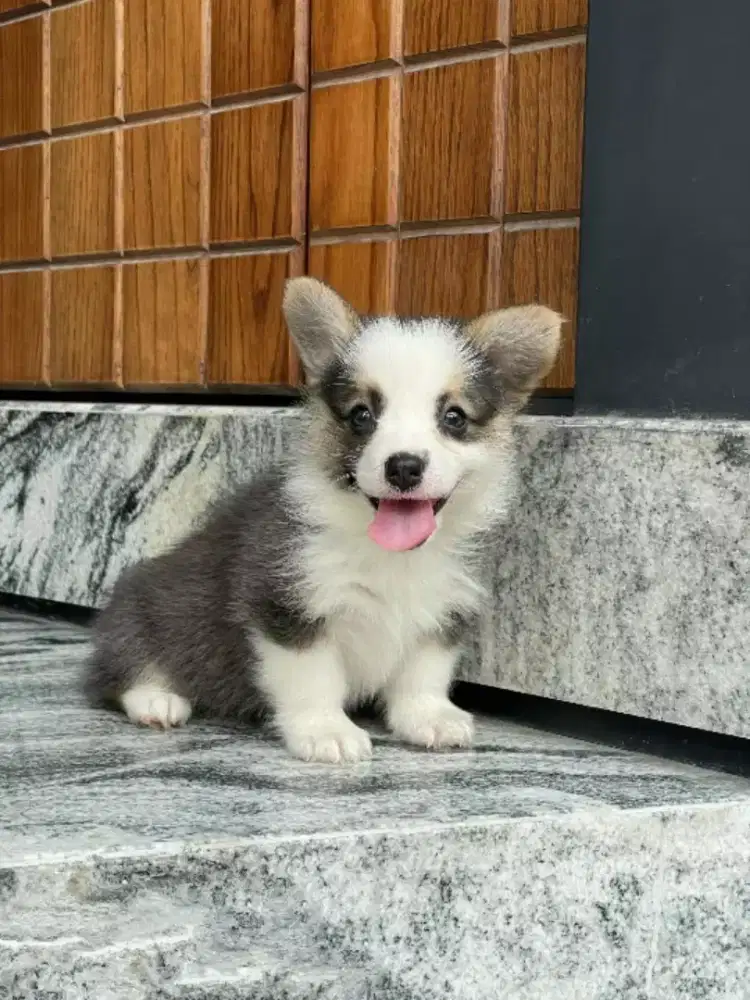 ANJING CORGI CEPER
