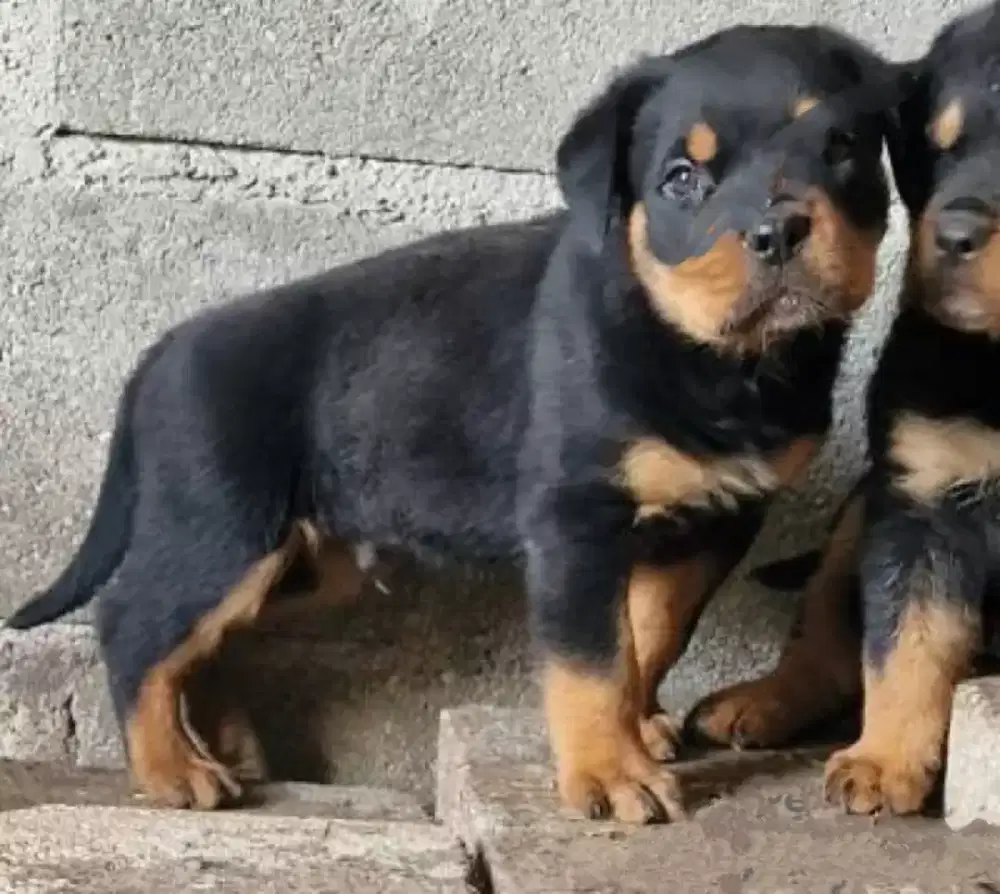 ANJING ROTTWEILER JANTAN