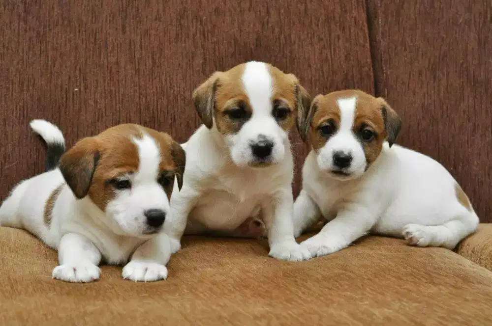 PUPPIES ANJING JACK RUSSEL BOGEL