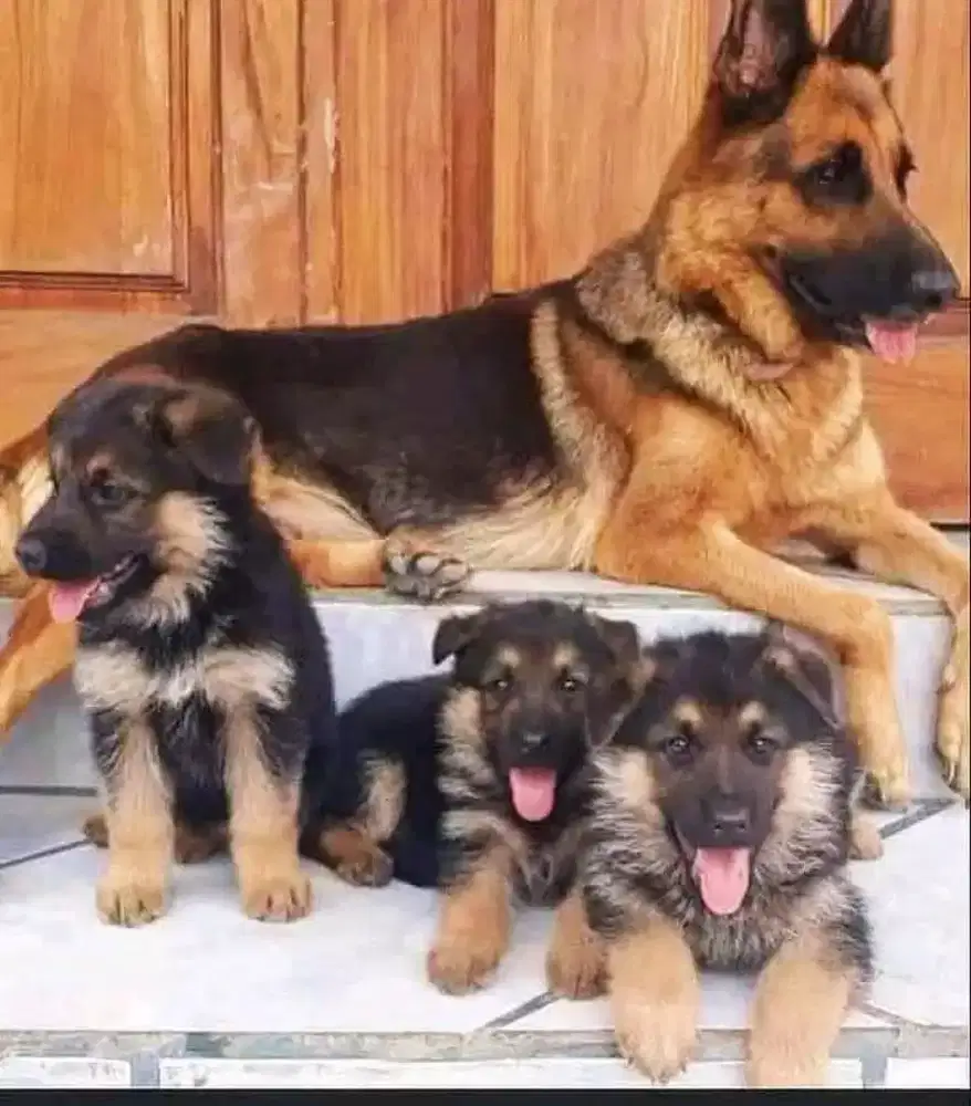 ANJING GERMAN SHEPHERD BULU PANJANG