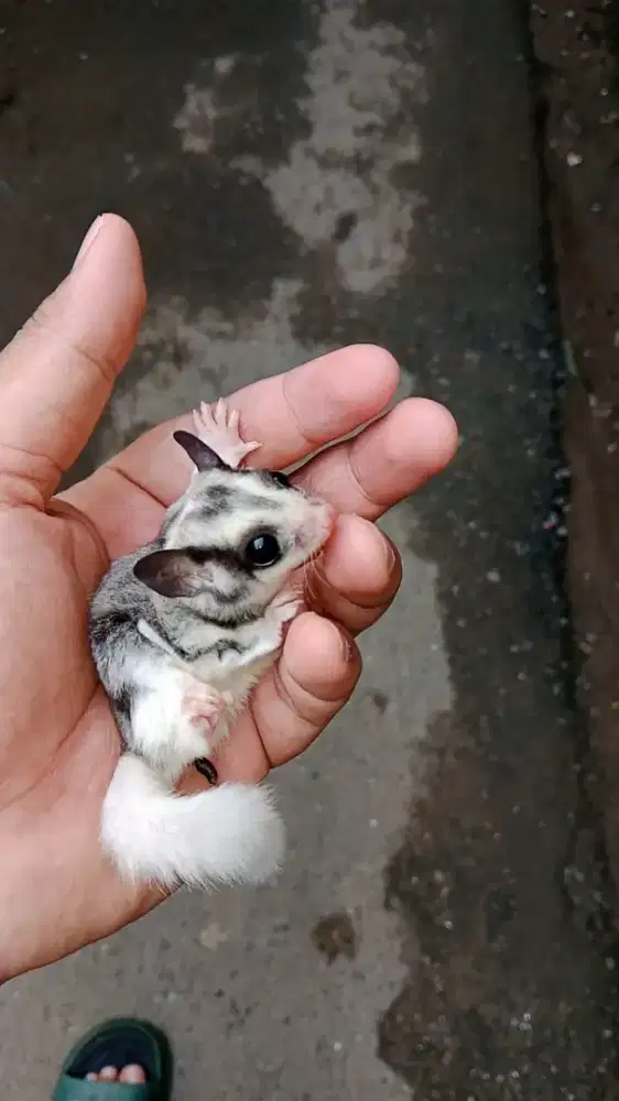 Sugar glider moza