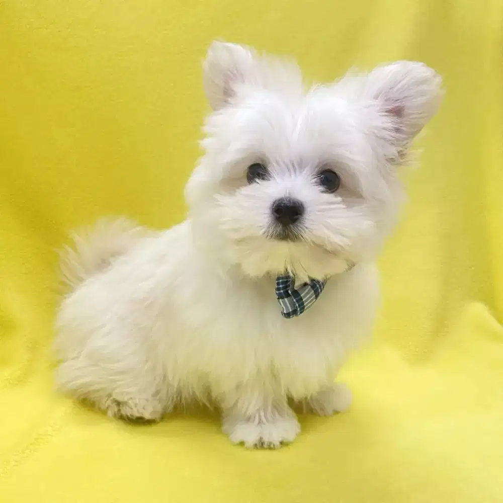 ANJING MALTIS MIX SHITZU IMUT DAN LUCU