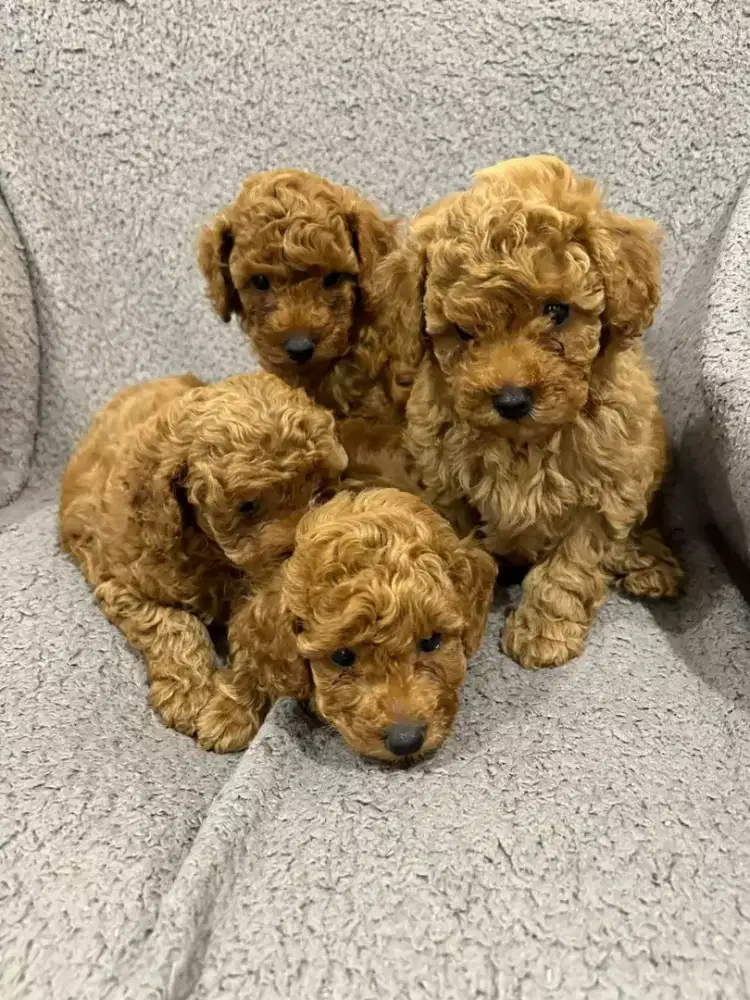 ANAKAN ANJING POODLE RED BULU KRIWIL