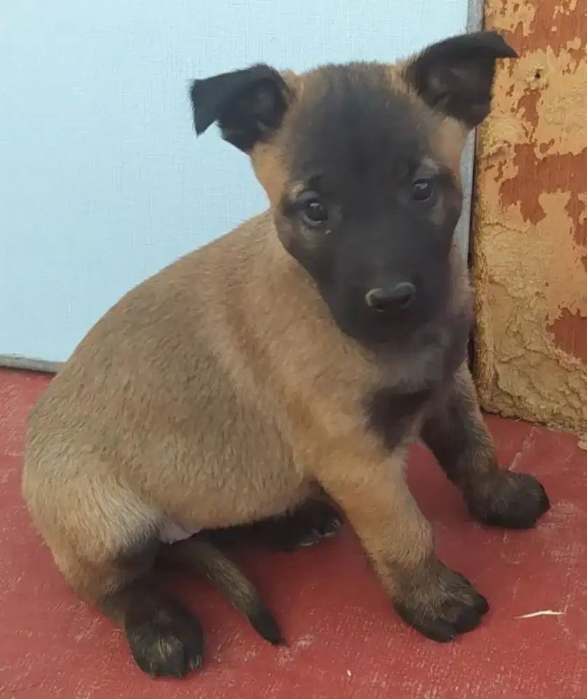 ANJING BELGIAN MALINOIS GAGAH DAN PINTAR