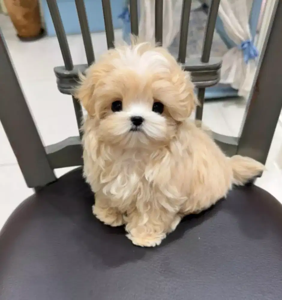 ANJING MALSHI CUTE HABIS