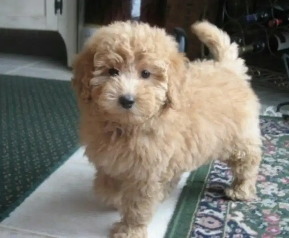 ANJING MALTIPOO BULU KRIWIL DAN LUCU