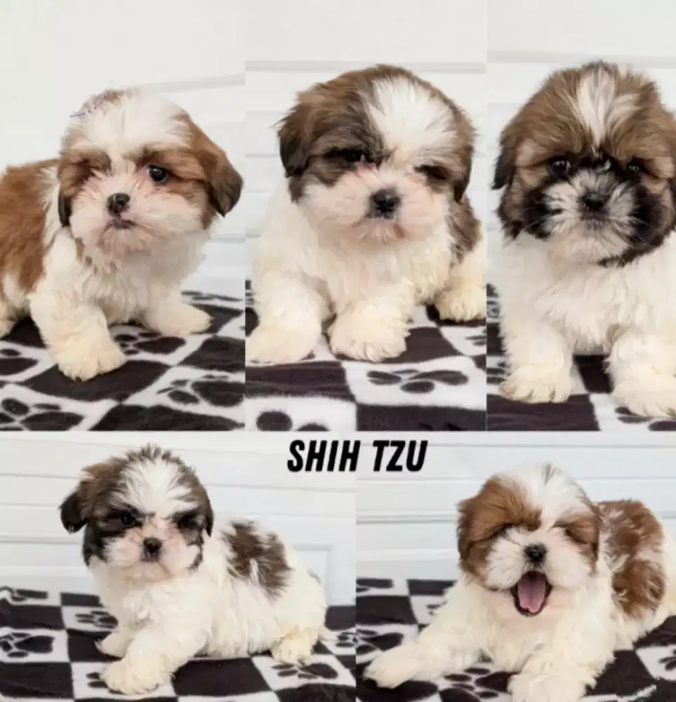 ANJING SHIHTZU HIDUNG PESEK