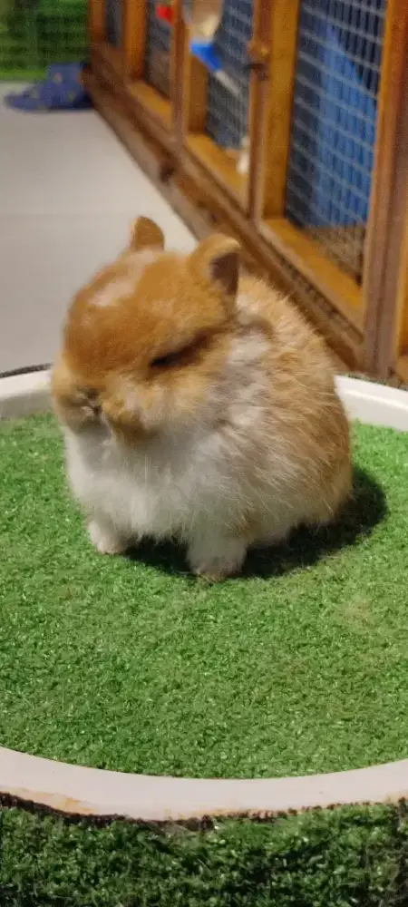 Kelinci hollandlop hl dan nd netherland