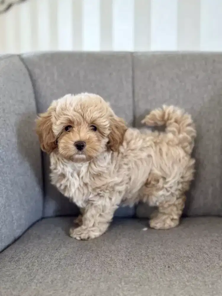 ANJING POODLE MIX MALTIS TERAWAT