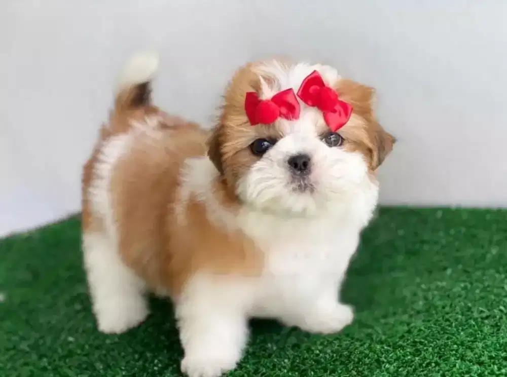 ANJING SHIHTZU BETINA