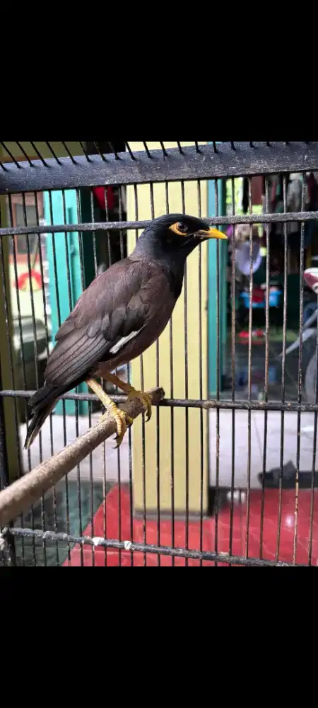 Jalak Nias Rajin Bunyi