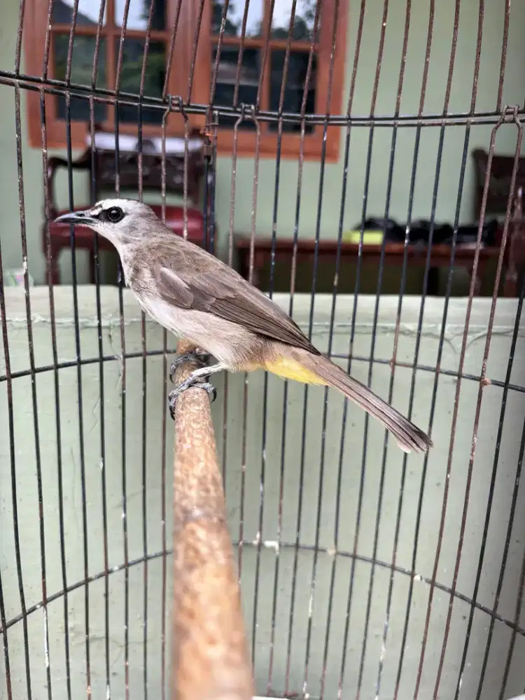 Trucukan Sudah Gacor