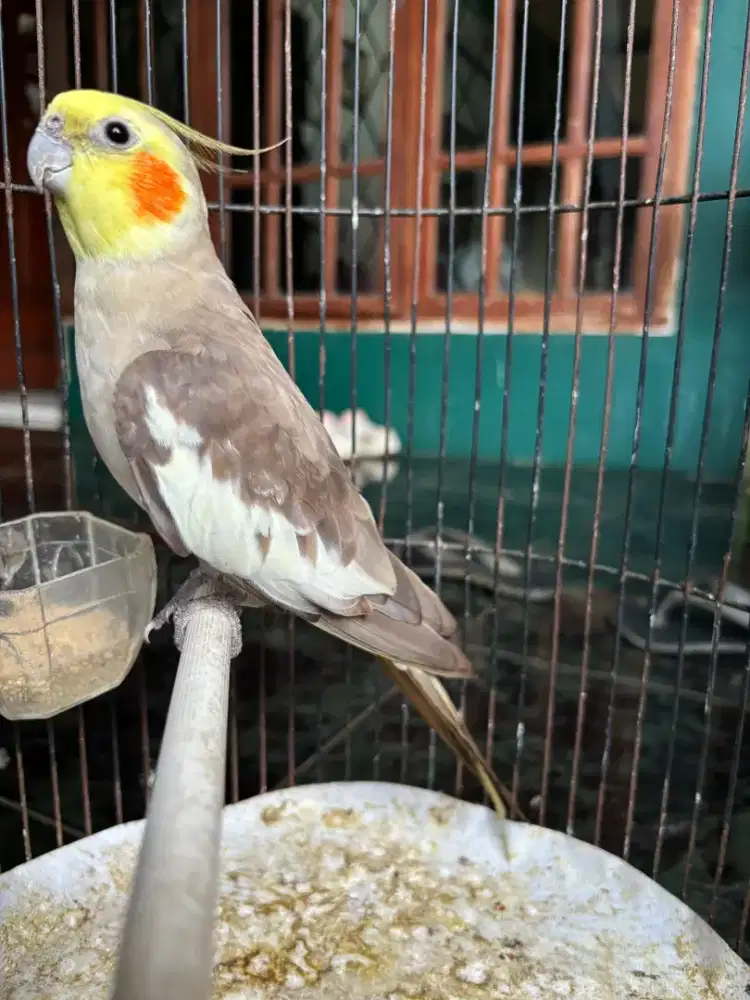 Falk Australia sudah Rajin Siul