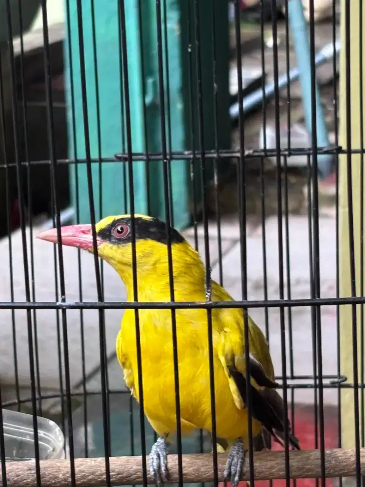 Kepodang Emas sudah bunyi Kliung2