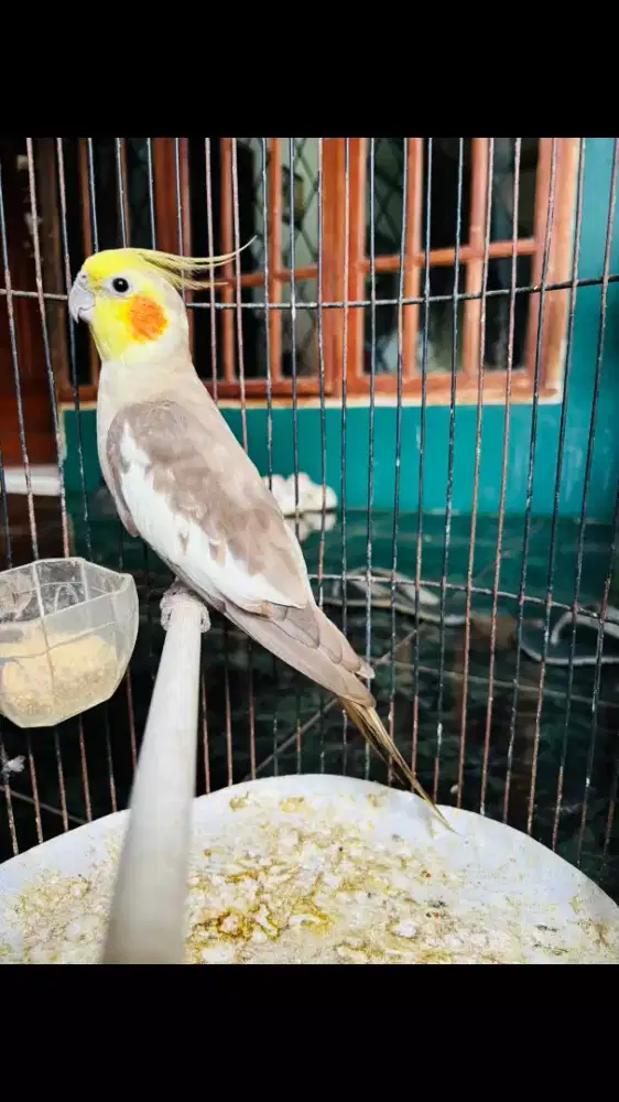 Parkit Australia Jantan Rajin Siul