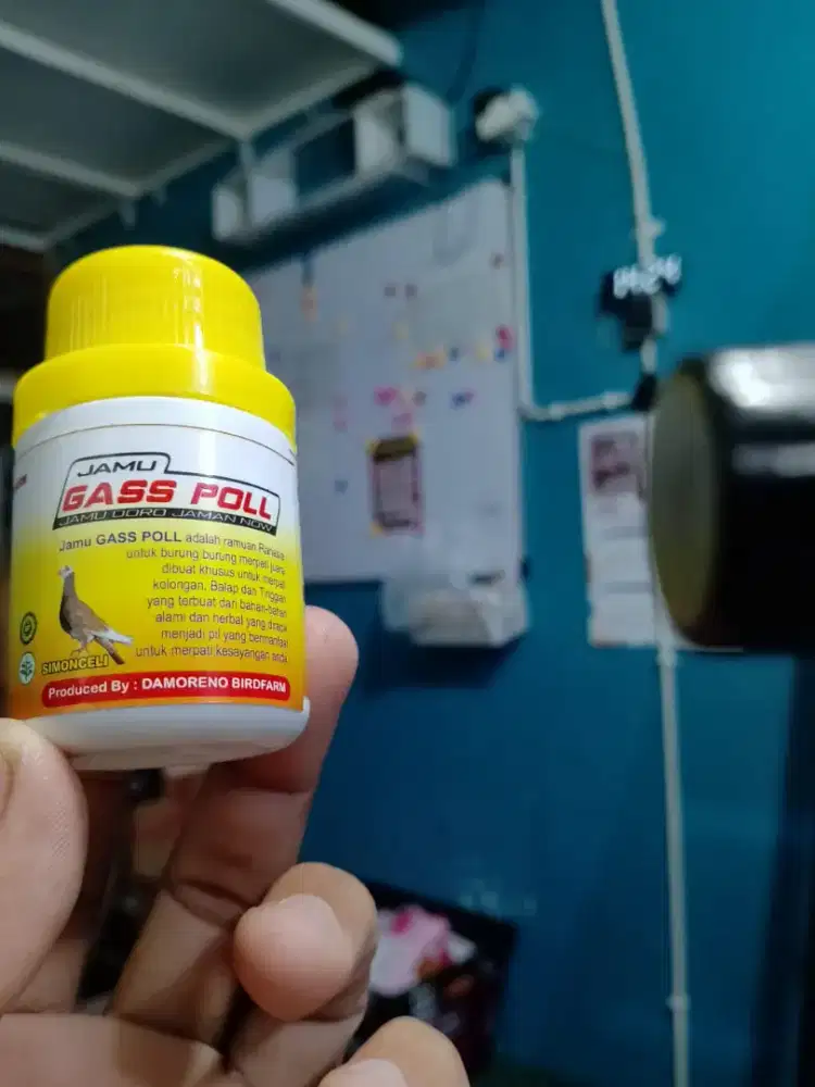 JAMU GASS POLL UNTUK BURUNG MERPATI