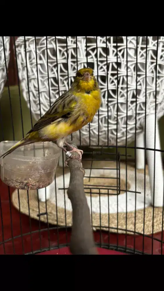 Kenari AF Jantan isian Blackthroat