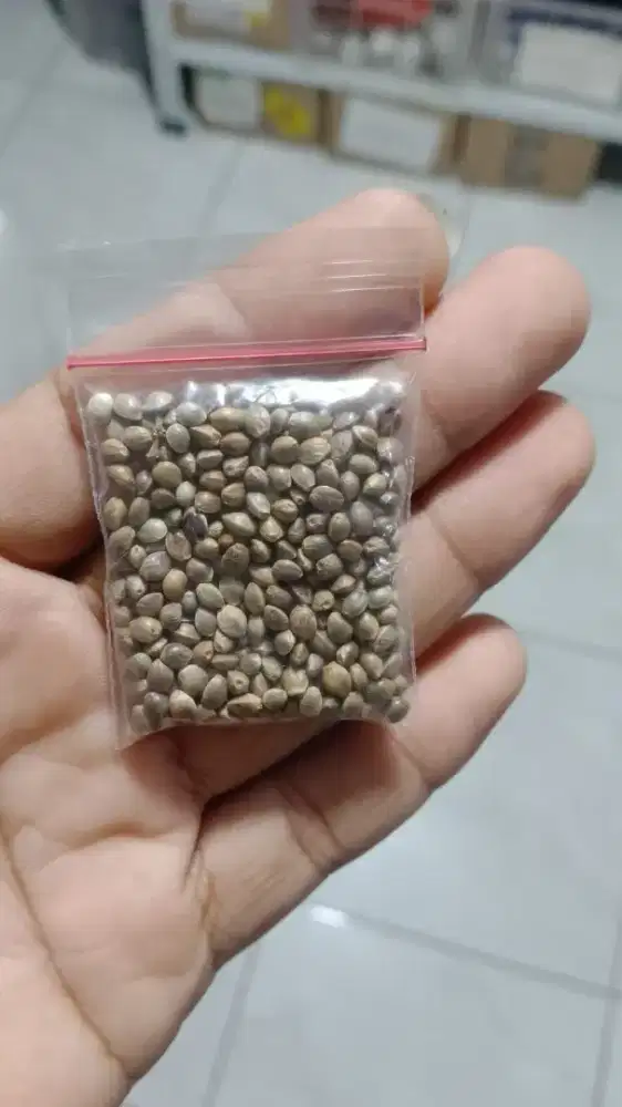 BIJI PENGACOR/ BIJI FUMAYIN