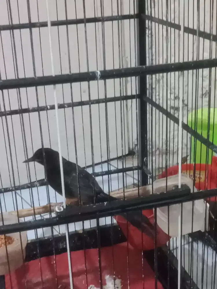 Jual burung murai MH Pur total rajin burja