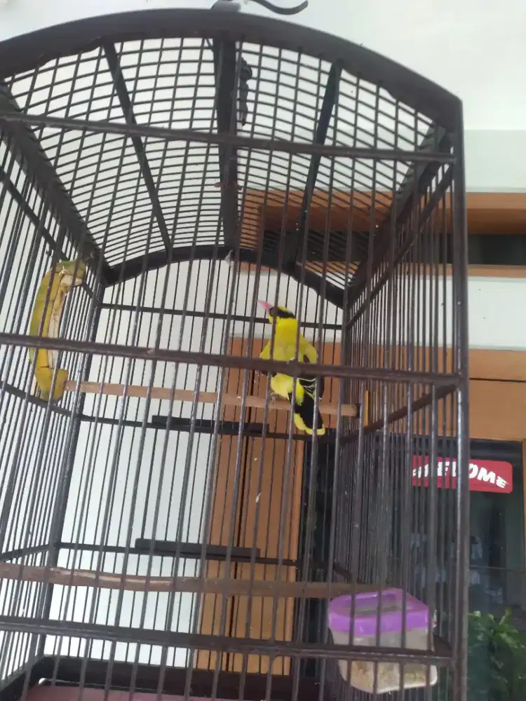 Burung kepodang jawa