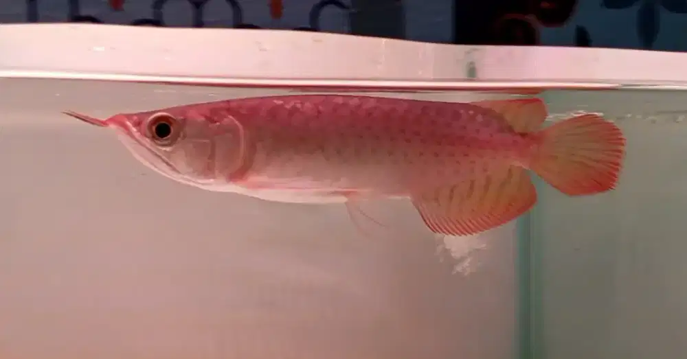 Arwana super red 19cm