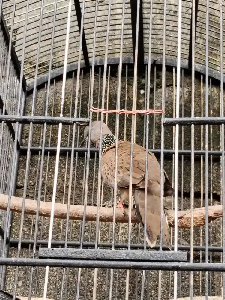 Derkuku lokal kuk 4 suara tebal.