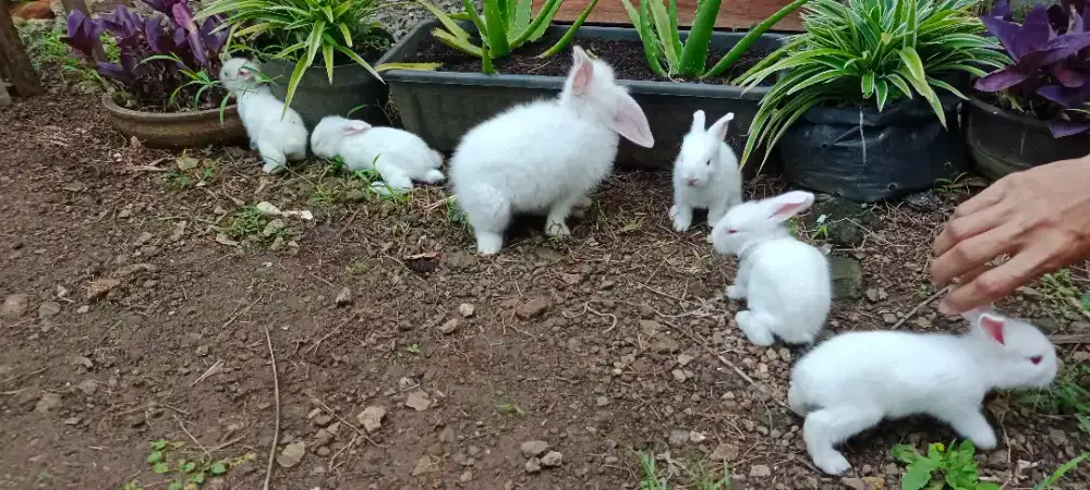 Kelinci Putih Bersih