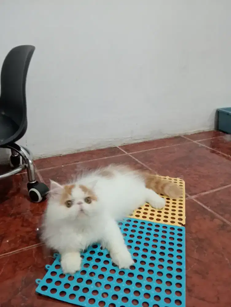 Lowongan kerja catboy