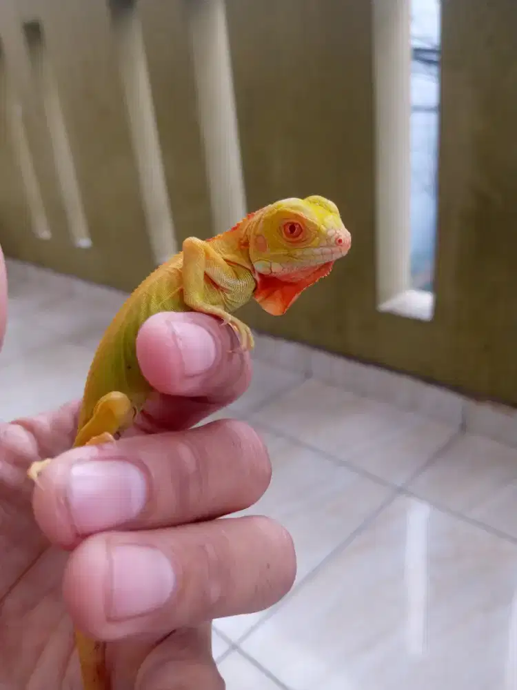 Jual iguana red albino