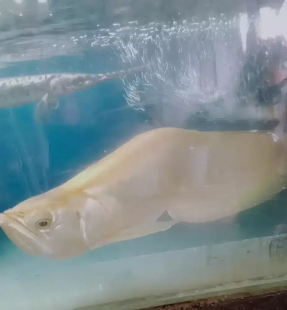 Jual Arwana Albino
