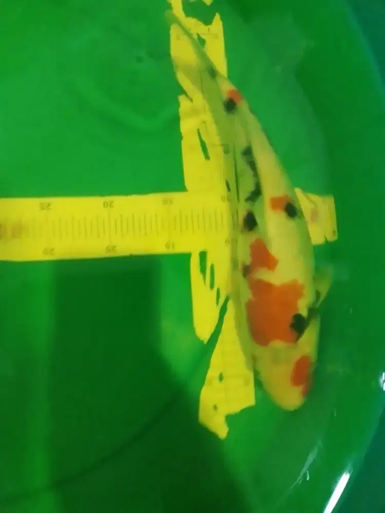 Ikan koi jenis Kindai Showa 36cm pola bagus