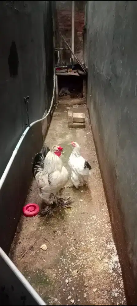 JUAL AYAM BRAHMA RAJIN BERTELUR DAN MENGERAM